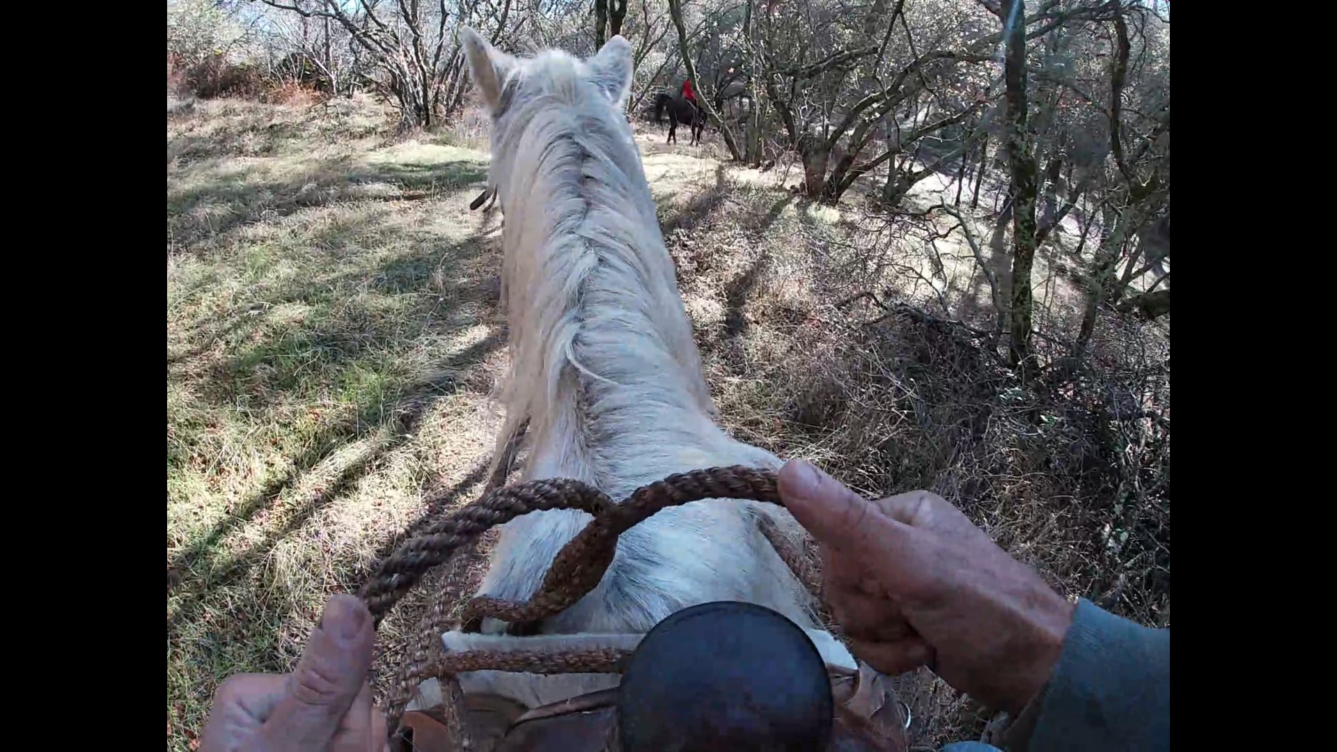 Your Hands on the Reins - Part 2 - Following to Close and Separation Anxiety