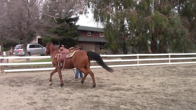 Cure Your Barn Sour Horses Part 3 Saddle Exercises Problem