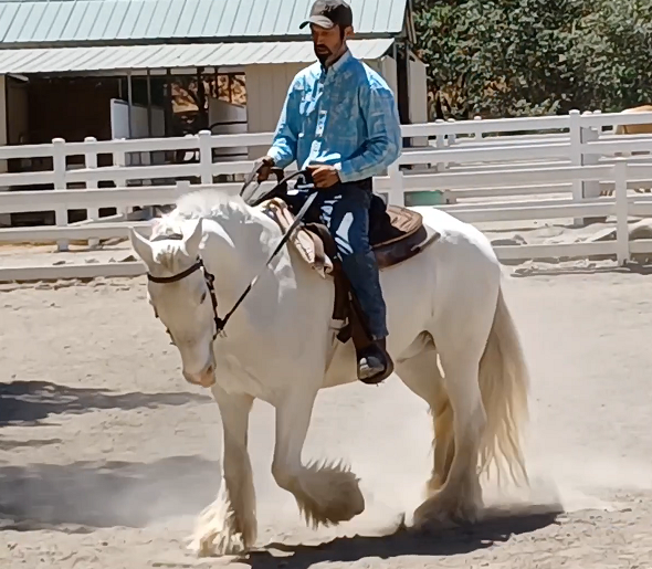 Learn How To Sit and Post The Trot