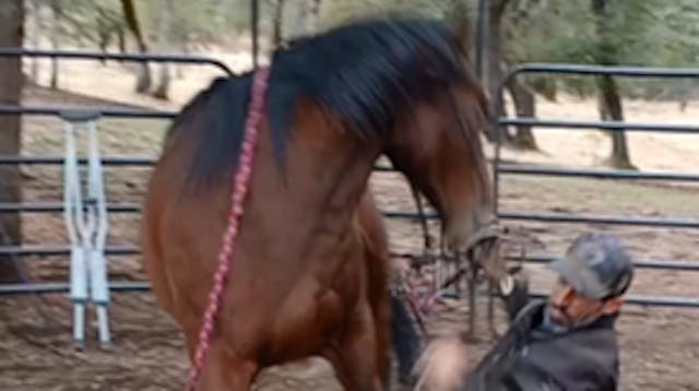 Working With Hard To Bridle Horses