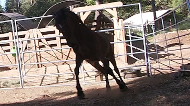 Rescue Horses With Food Aggression Issues