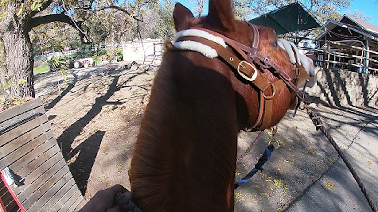 Horse Balking When Leaving Home Solve Common Trail Riding Problems