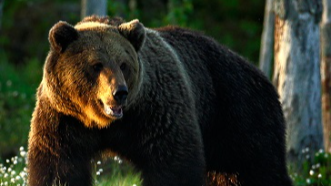 Video 1, Episode 2, Wildlife, No Sound, For Horses Vision (Downloadable)