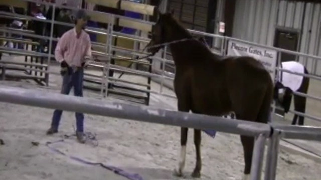 Maryland World Horse Expo 2012 with Mike Hughes (Part 1, Special Event)*