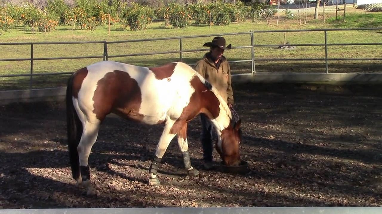 Food Aggressive Horses (Part 1 and 2 Ground Exercise)* Solving