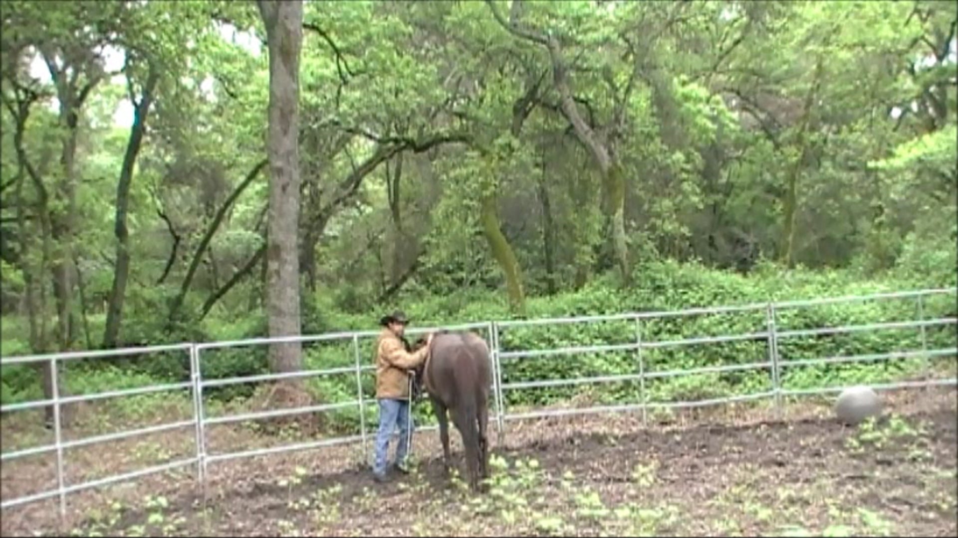 Teaching Haunches In (Part 1 Ground Exercise)*
