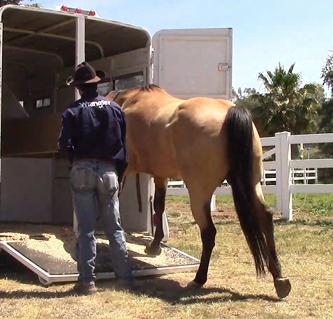 Teaching Your Horse How To Self Load Into The Horse Trailer (Ground Exercise)*