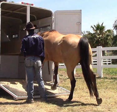 Teaching Your Horse How To Self Load ...