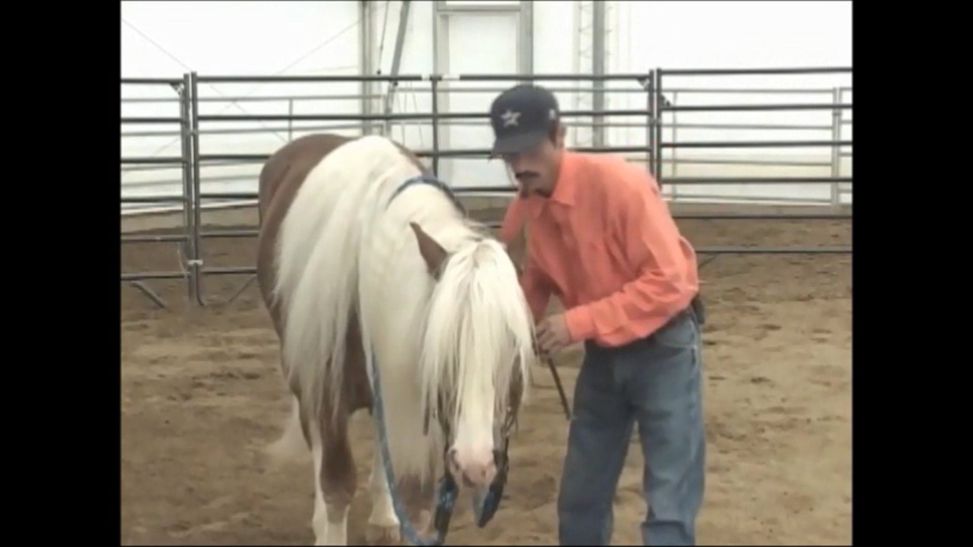 How to Bridle Your Horse (Ground Exercise)*
