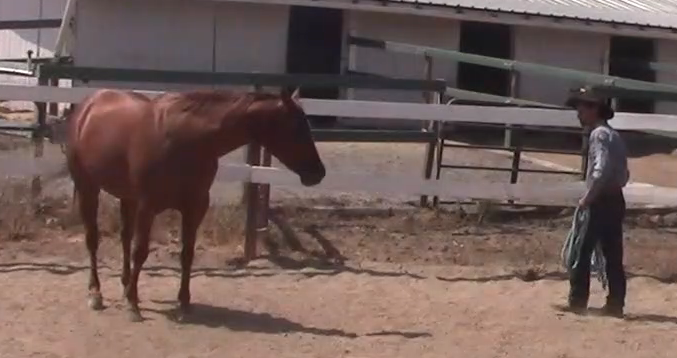 Basic Round Penning (Ground Exercise)