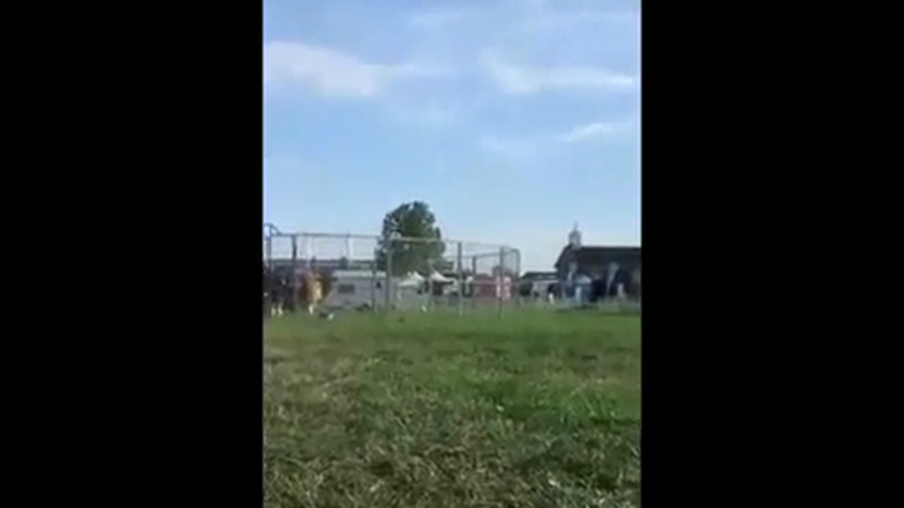 Horse Bucking, Demo at Equifest, Essex England, (Part 1, Special Event)*