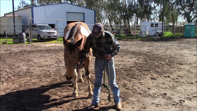 Teaching Your Horse to tie (Ground Exercise)*