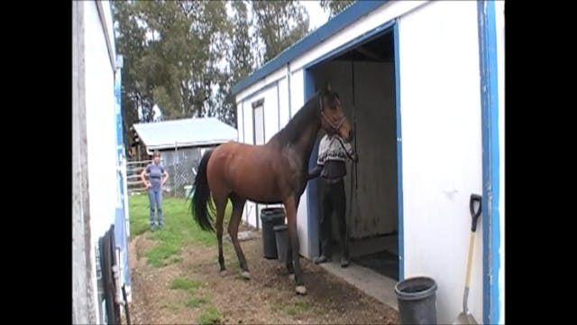 Closter Phobic Horses (Ground Exercise)*