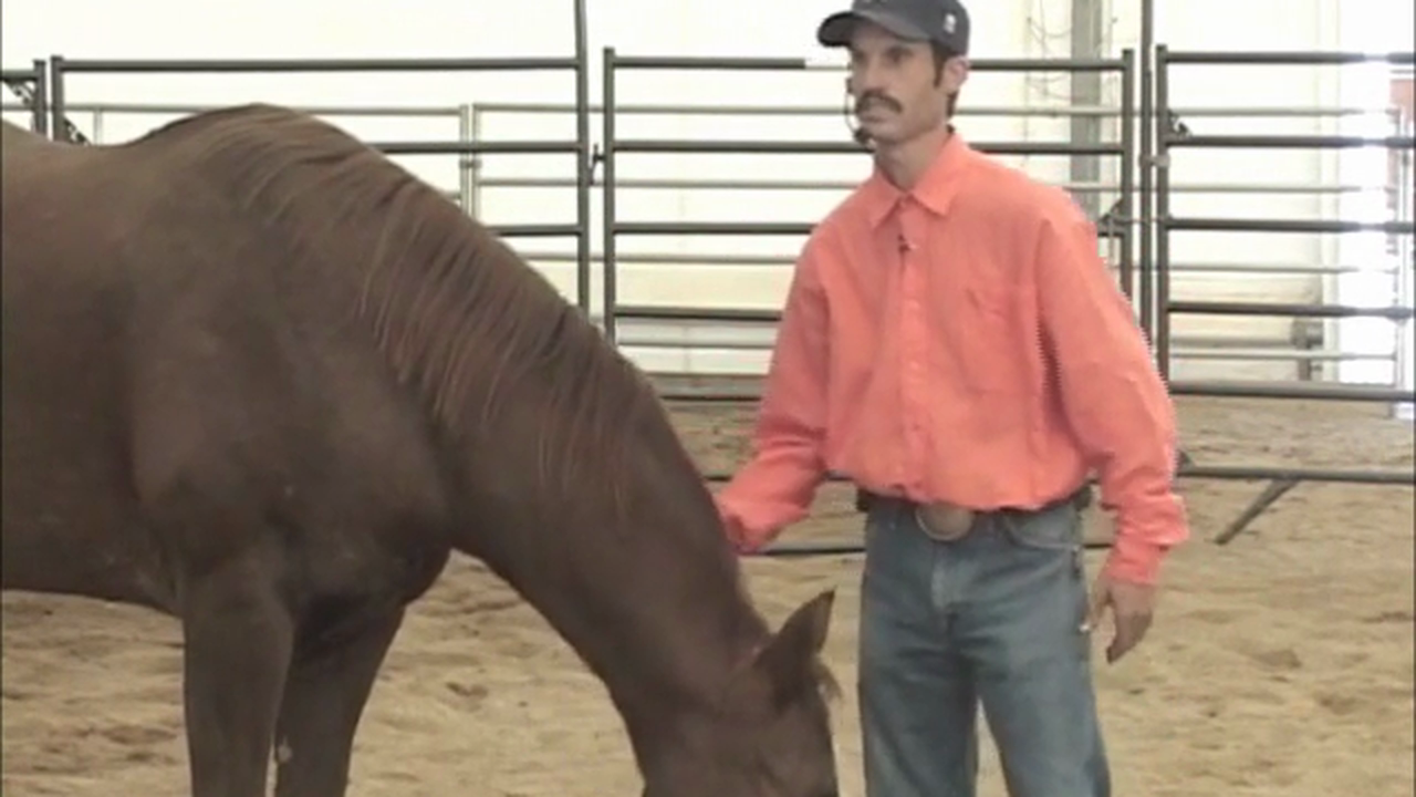 Head Shyness (Part 2, Ground Exercises)*