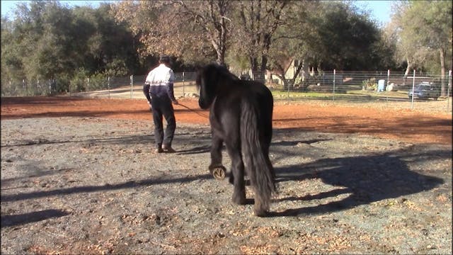 Food Aggressive Horses (Ground Exerci...