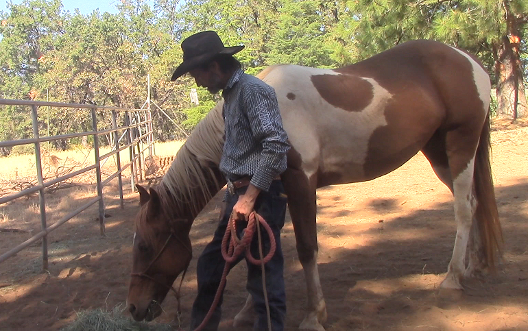 Mike Hughes Talks in Depth About Bonding Trust and Confidence With Rescue Horses