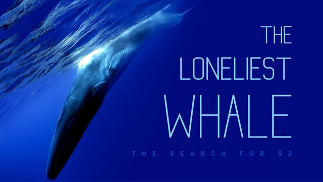 The Loneliest Whale