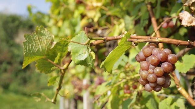vineyard VI