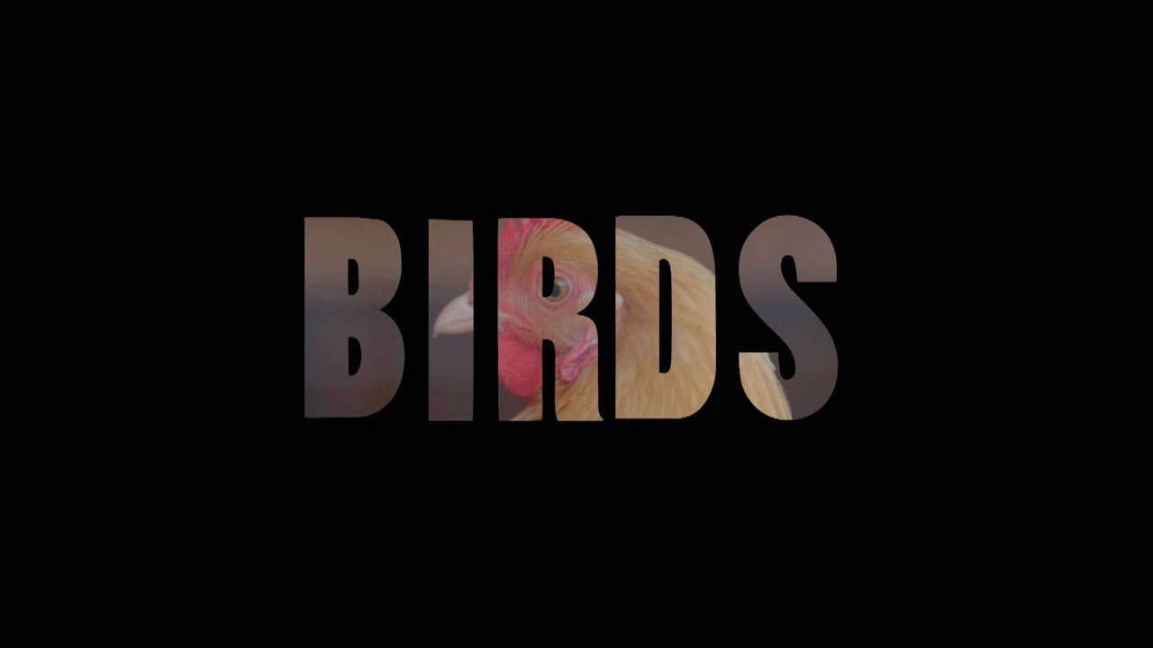 Season 5, Episode 14: Birds