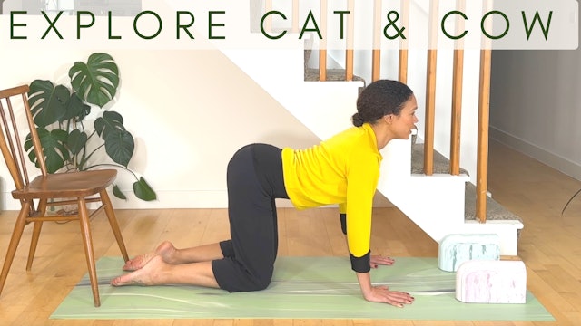 8 Min Intro to Cat and Cow Poses with Zakiya