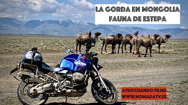 8. La Gorda en Mongolia. Fauna de estepa