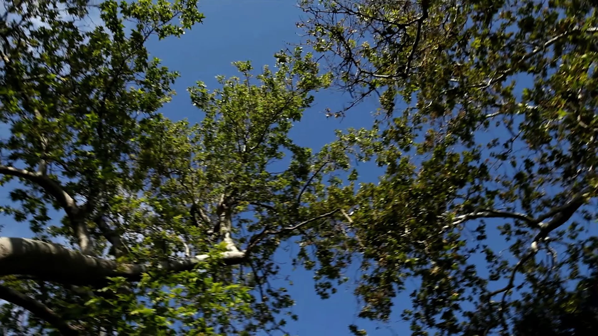 Miss Representation 60 Minute Version