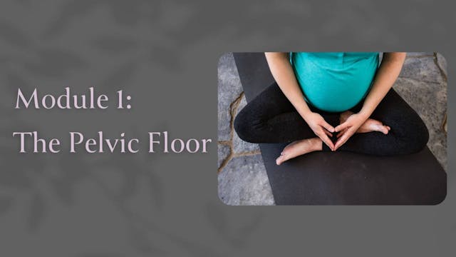 Module 1 Lesson: The Pelvic Floor