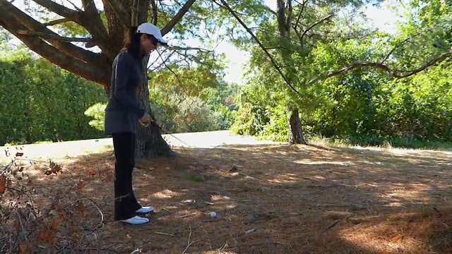 Pine Needles and Under a Tree