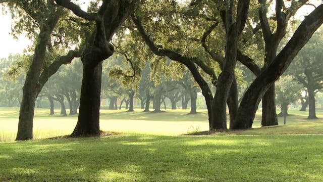 Punch Through Lots of Trees