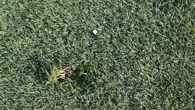 Divot After Ball ( is yours?)