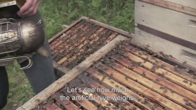 Deleted Scene: Artificial Hive