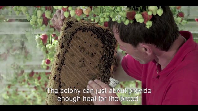 Deleted Scene: Bees in the Glass House