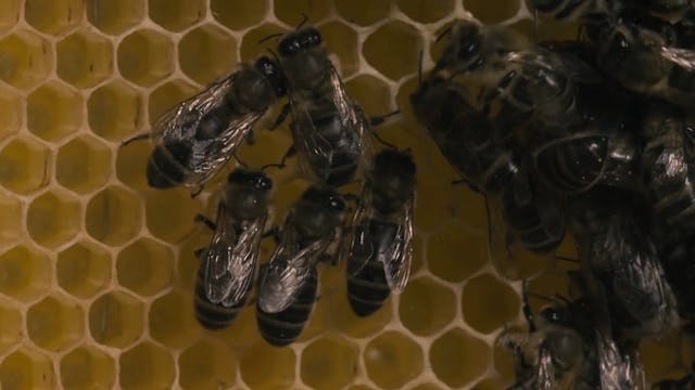 More Than Honey Official Trailer