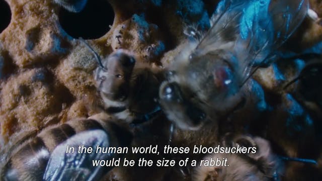 Interview with Director Markus Imhoof