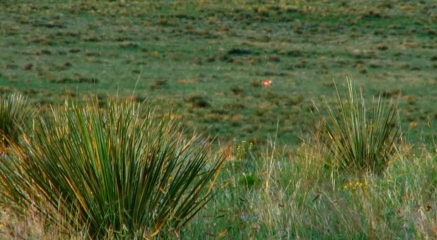 Guts, Glory, Pronghorn • Hunting on the High Plains