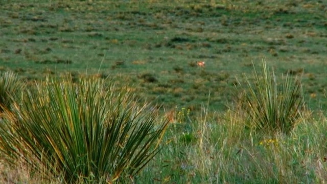 Guts, Glory, Pronghorn • Hunting on the High Plains