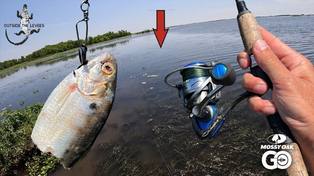 This Swamp Pond Was Hiding MASSIVE FISH (CATCH AND COOK) • Outside the Levees