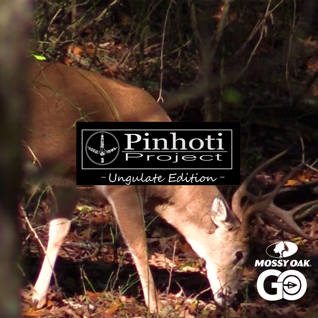 Pinhoti Project: Ungulate Edition