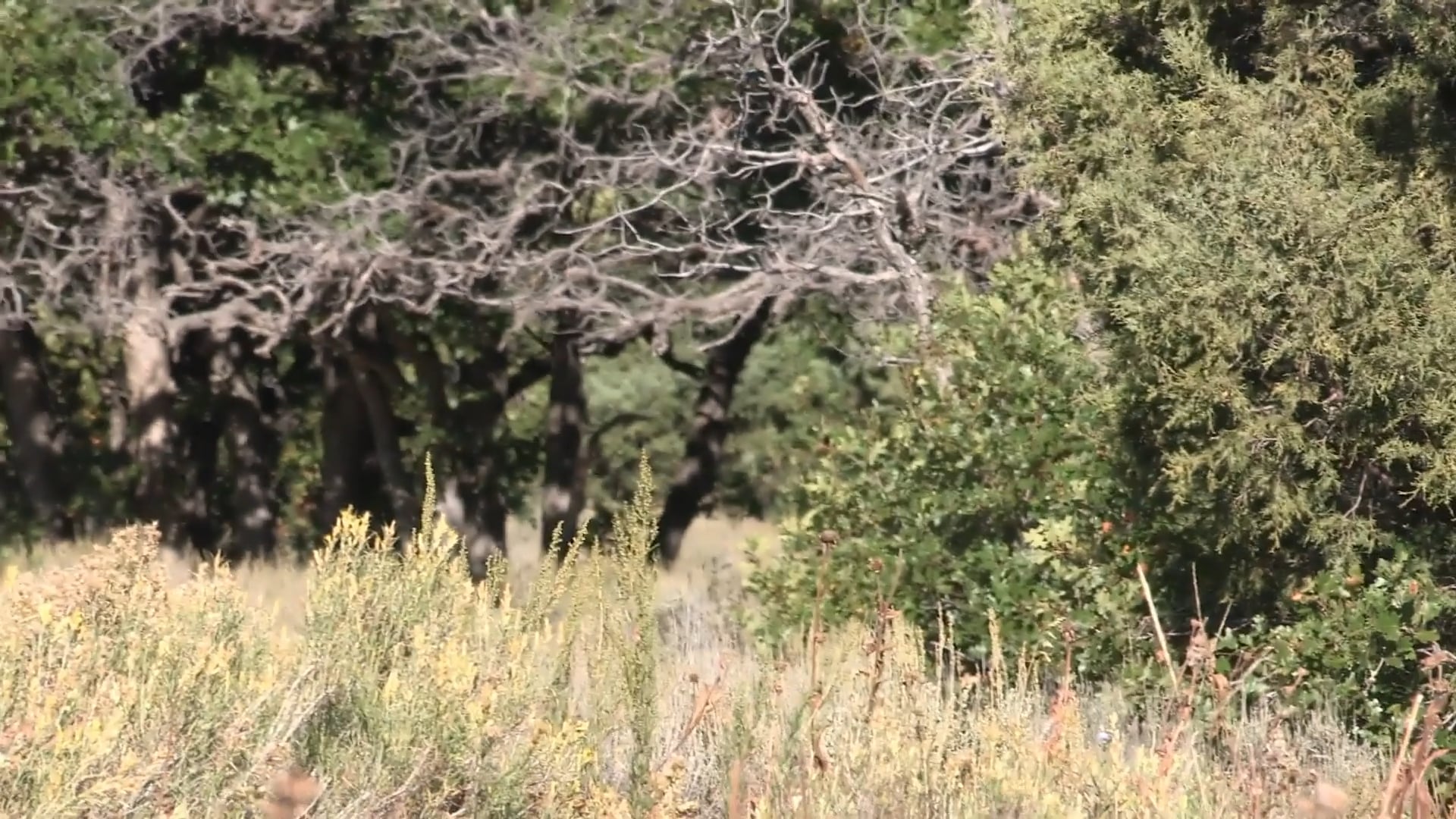 Deep in Mountain Country • Elk in Colorado