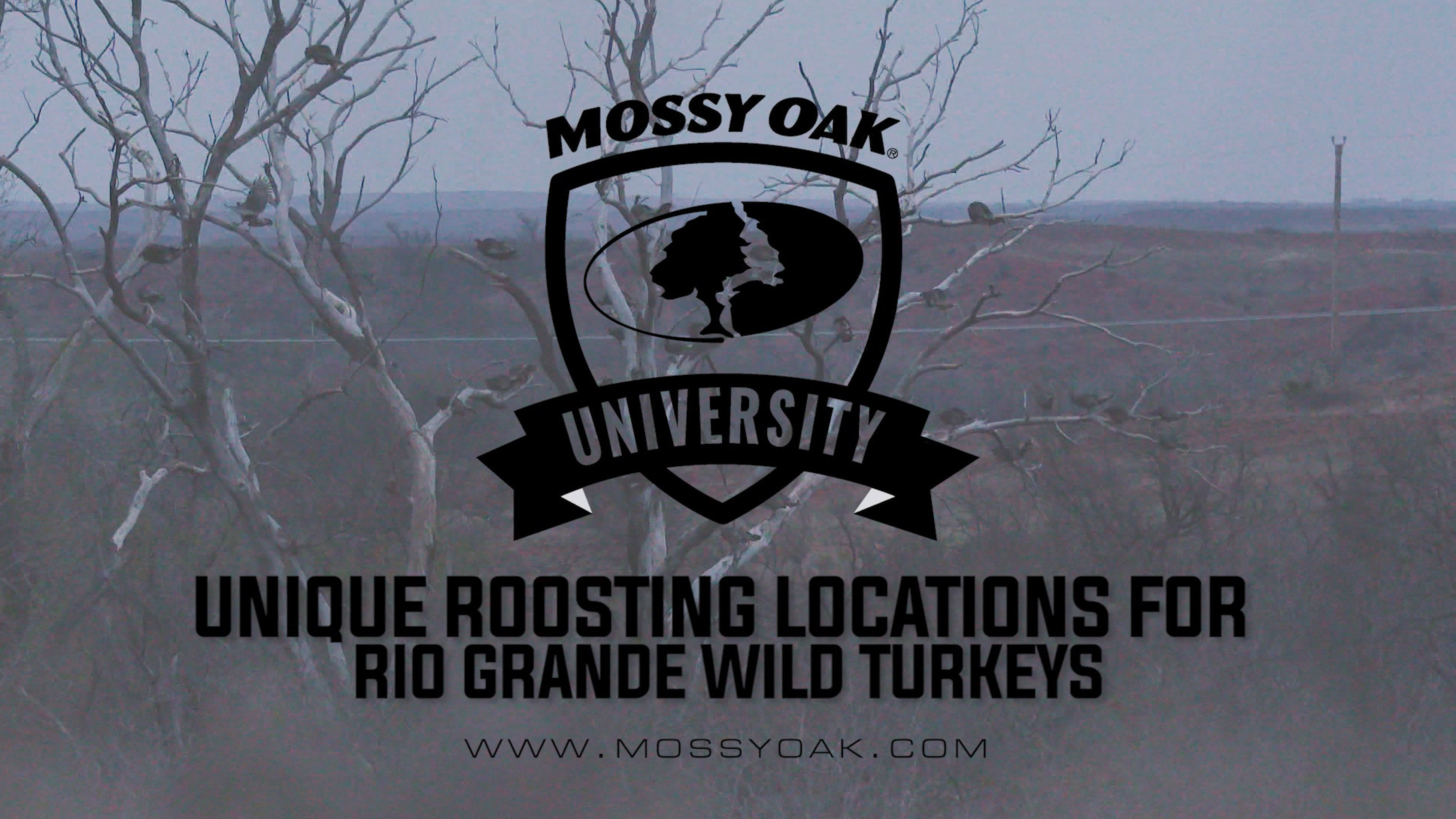 Unique Roosting Locations For Rio Grande Wild Turkeys