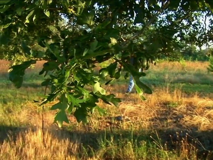 Food Source • Food is the Driving Force to Hunting