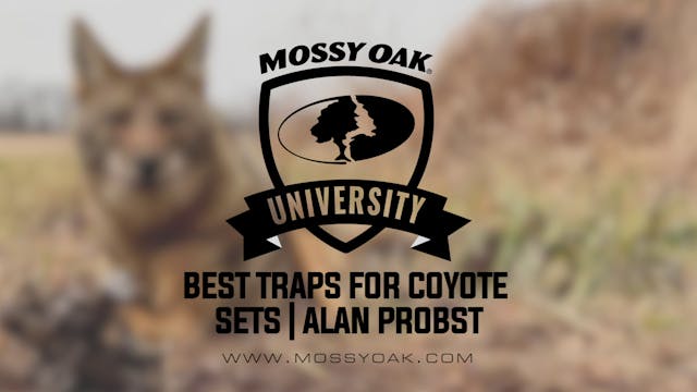 Best Traps for Coyote Sets with Alan ...
