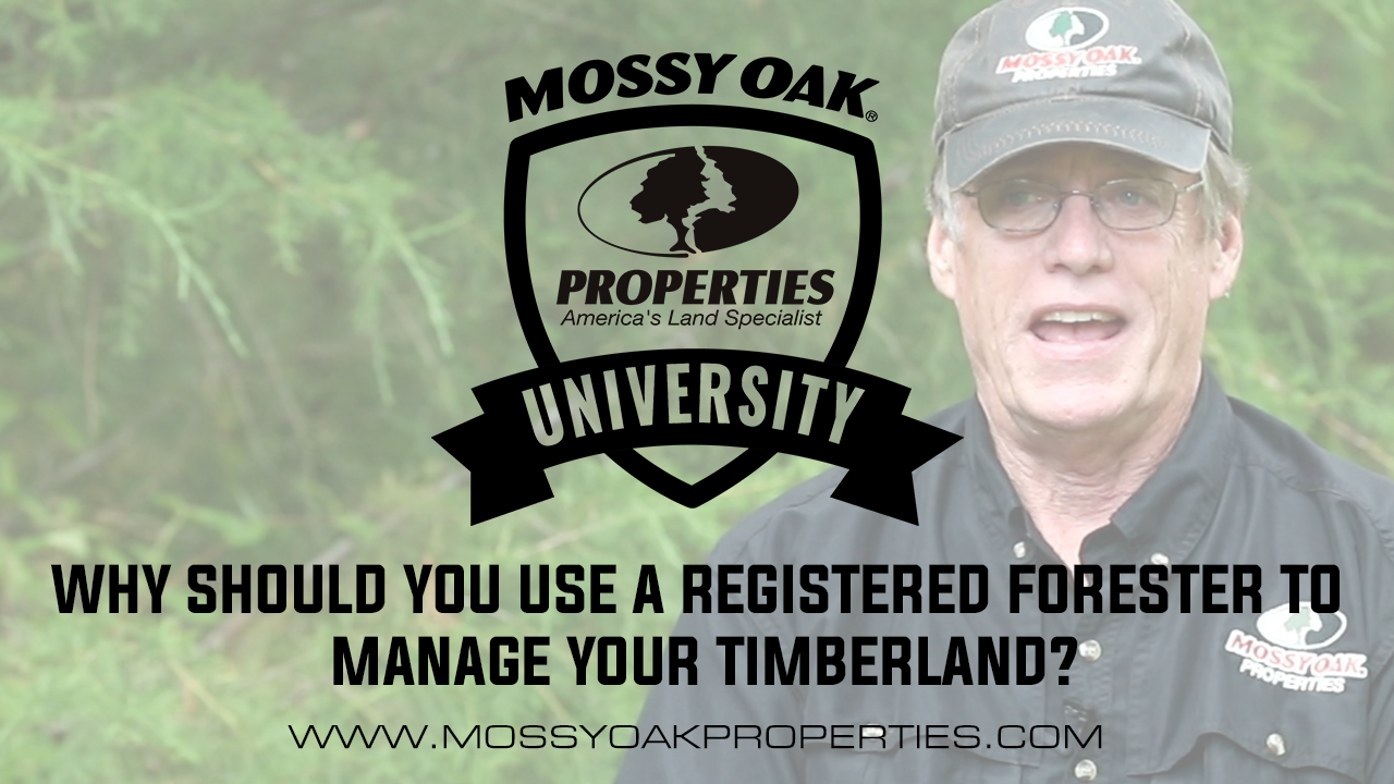 Why Should You Use A Registered Forester To Manage Your Timberland?