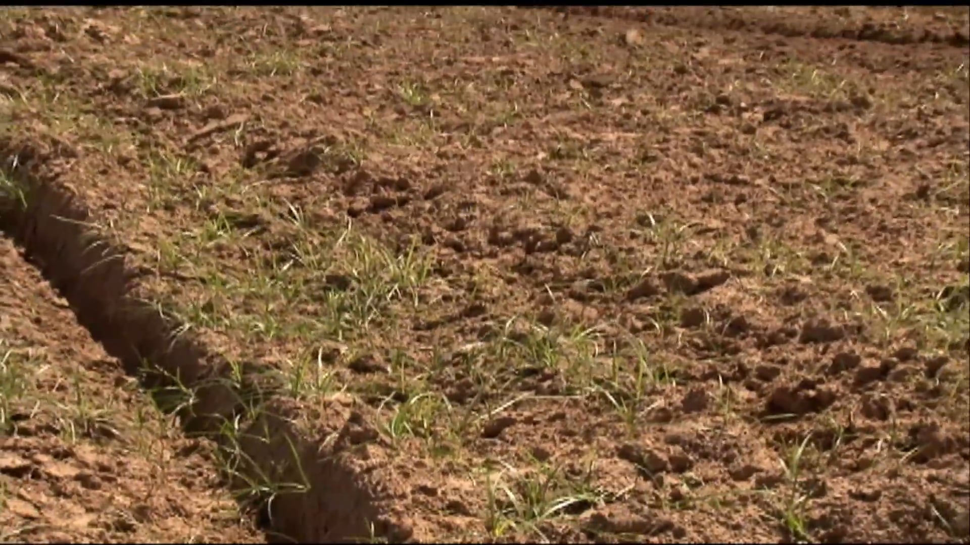 Island of Plenty • Managing for Whitetails on Giles Island