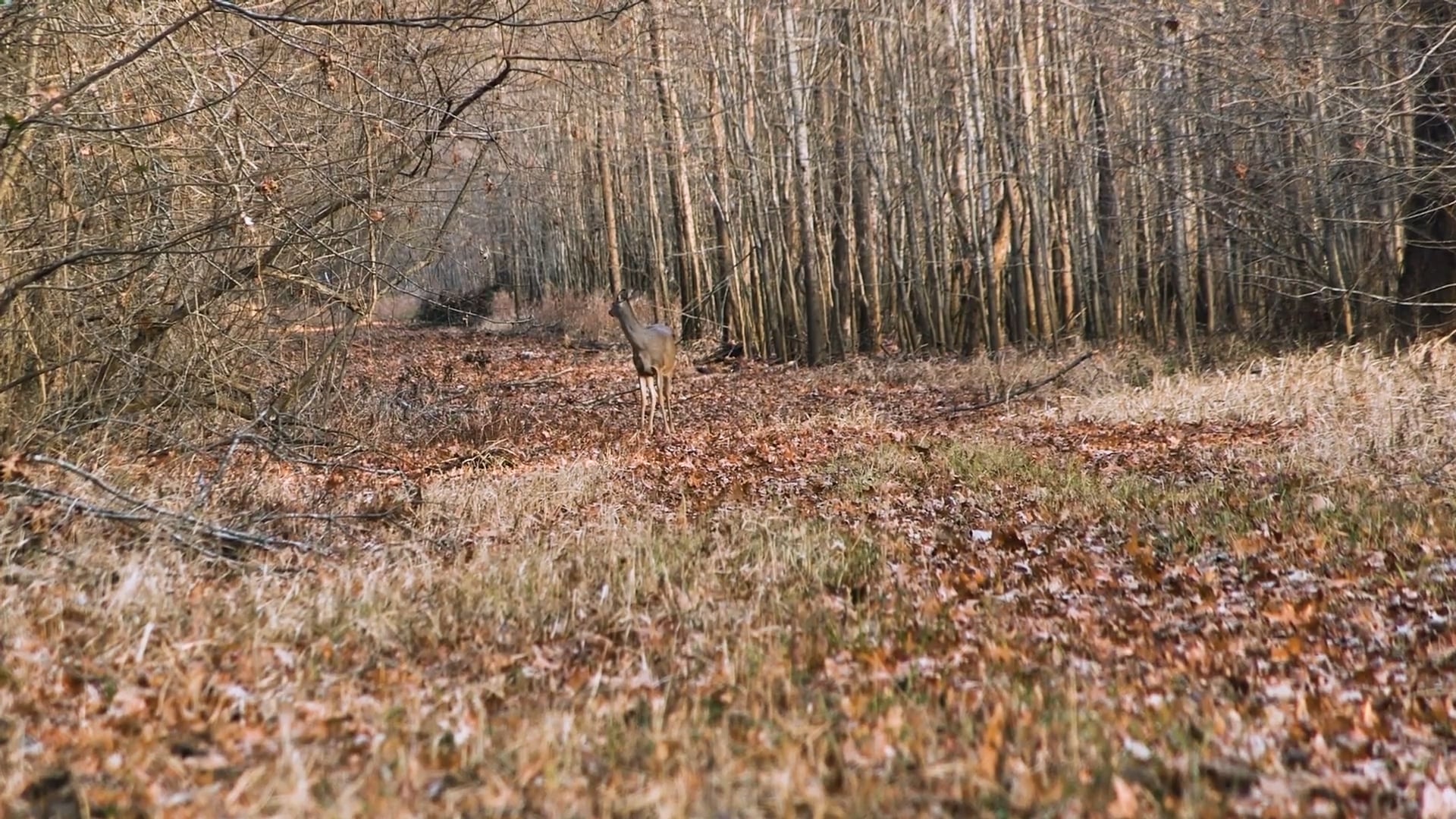 Wright Place, Right Time • Whitetails in MS