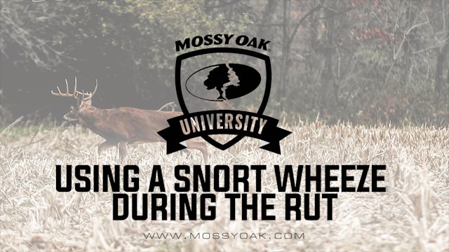 Using A Snort Wheeze During The Rut | Whitetail Calls