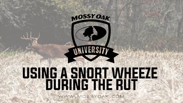 Using A Snort Wheeze During The Rut |...