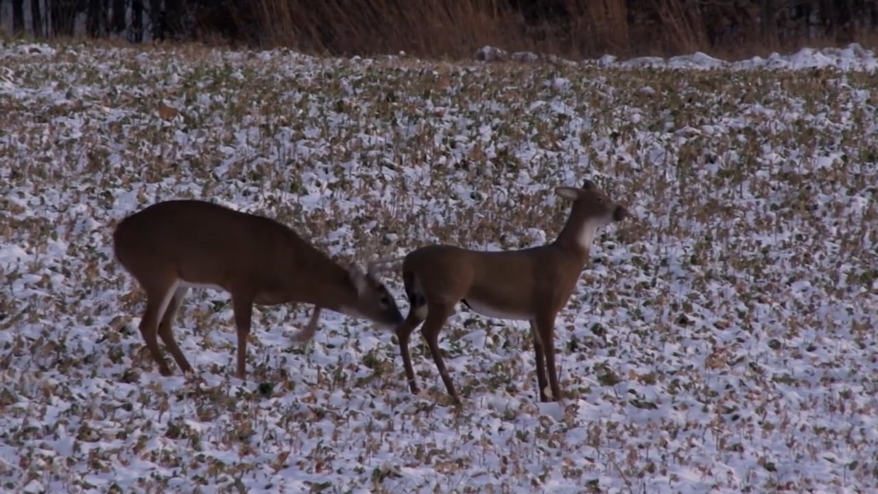 Decoy Tactics with Jeff Lindsey • 100% Wild Podcast