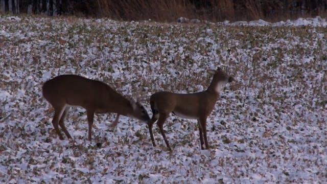 Decoy Tactics with Jeff Lindsey • 100...
