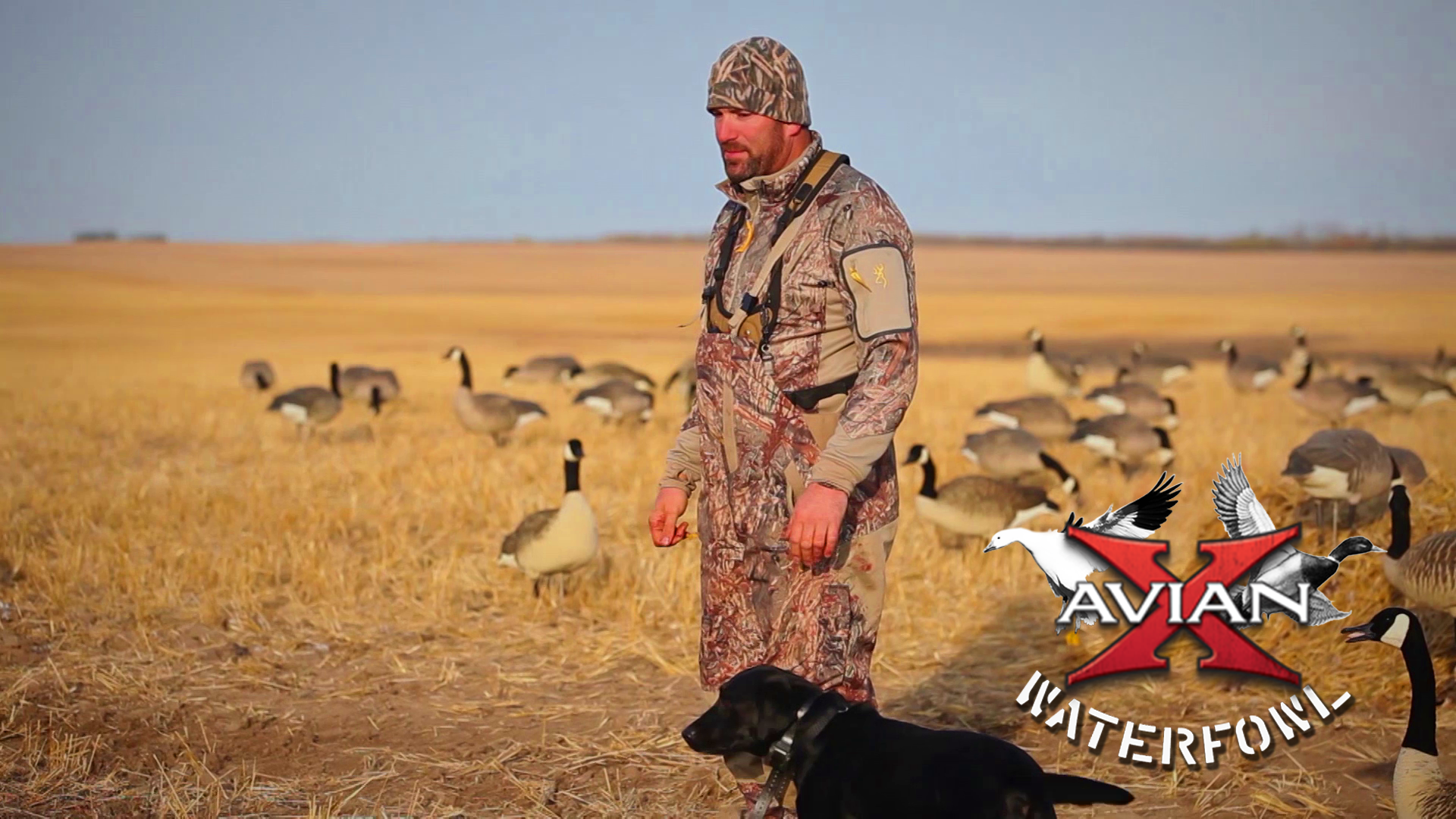 Saskatachewan Ducks • Avian X Waterfowl